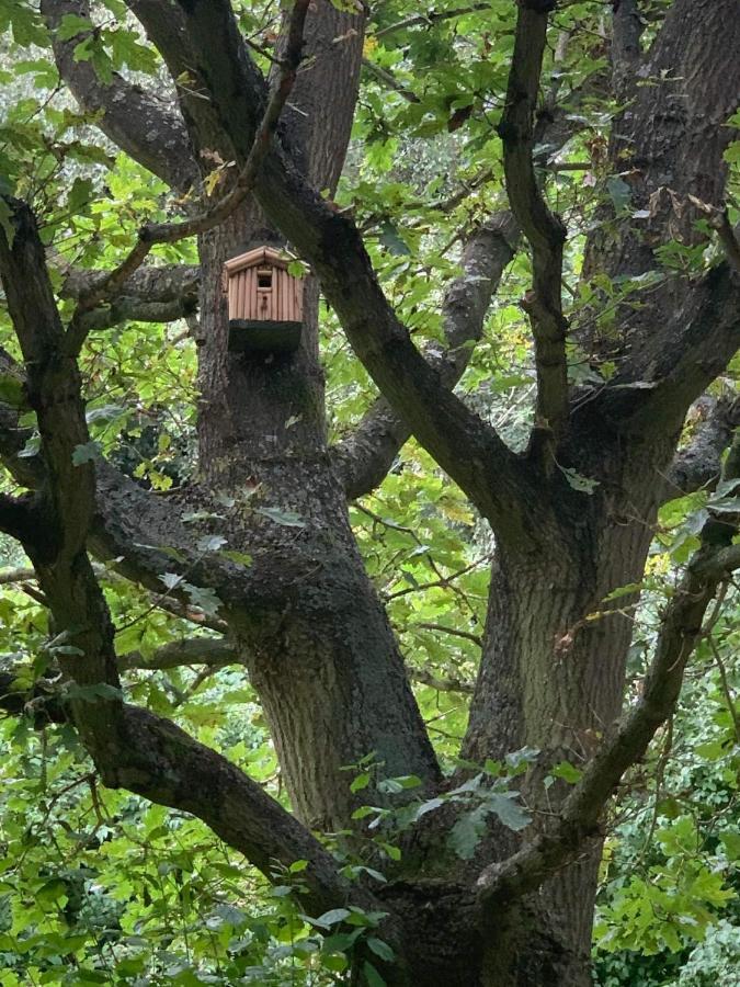 Starry Meadow & Rescued Animal Experiences Villa Great Yarmouth Eksteriør bilde