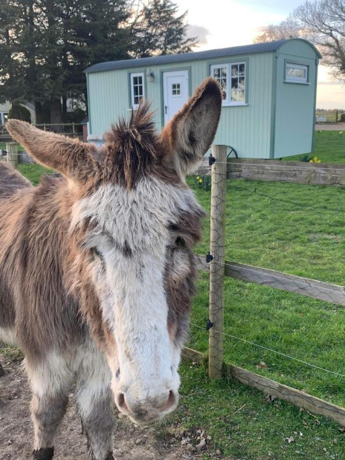 Starry Meadow & Rescued Animal Experiences Villa Great Yarmouth Eksteriør bilde