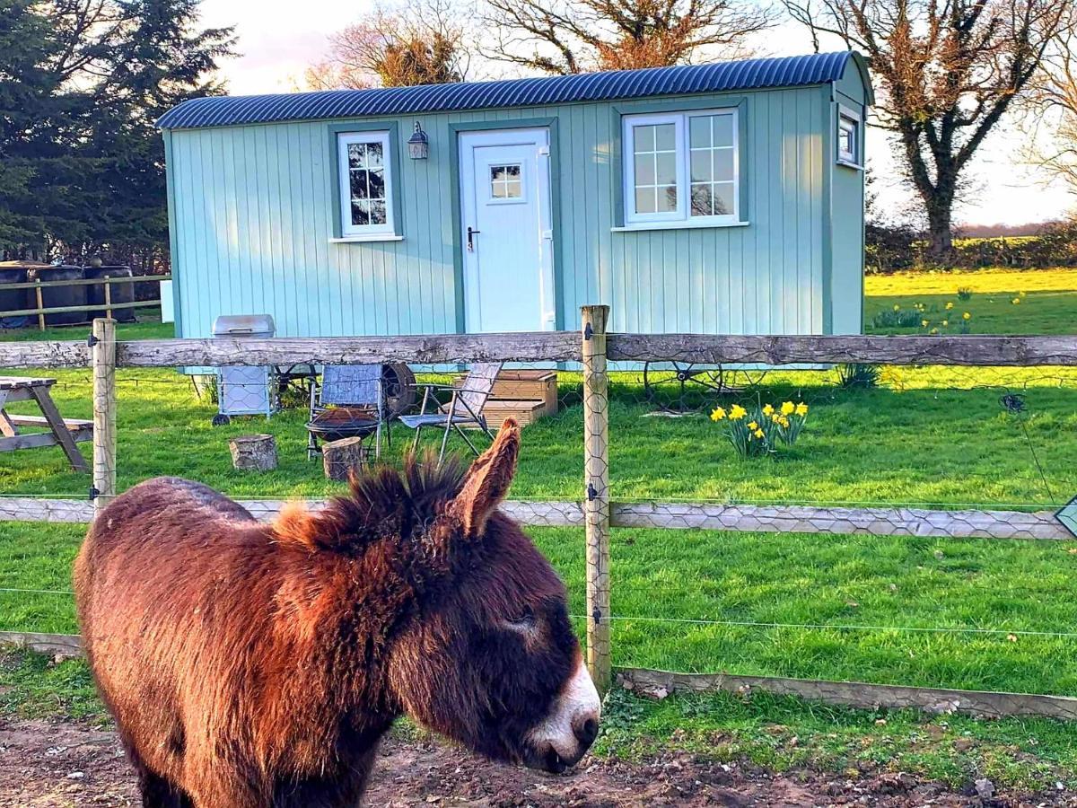 Starry Meadow & Rescued Animal Experiences Villa Great Yarmouth Eksteriør bilde